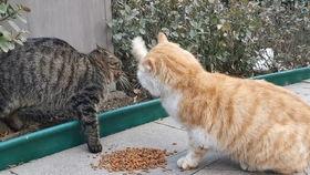 流浪猫爆料视频大全,揭秘视频大全背后的感人故事  第2张