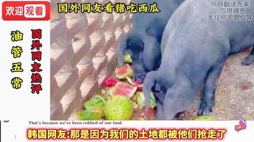 西瓜视频吃瓜猪娱乐,西瓜视频热门搞笑内容盘点  第1张