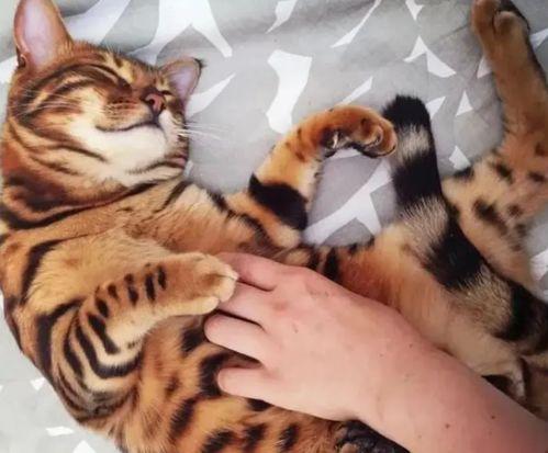 大哥爆料小老虎视频大全,小老虎视频大全精彩瞬间大放送  第2张